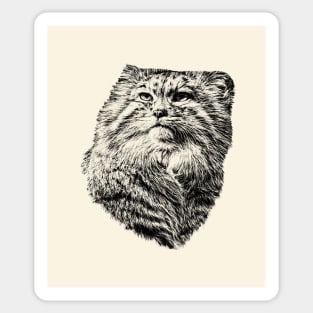 Manul Sticker